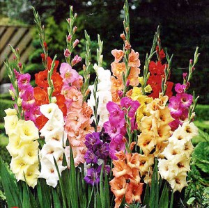 gladiolus 5.jpg