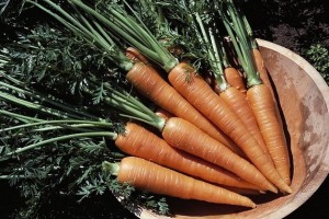 морковь 4.jpg