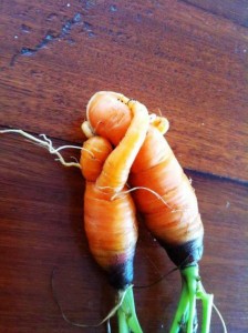 морковь-доброта.jpeg