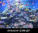Монтеррей аквариум 3